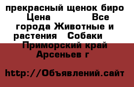 прекрасный щенок биро › Цена ­ 20 000 - Все города Животные и растения » Собаки   . Приморский край,Арсеньев г.